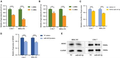 Genetic Variants in miRNAs Are Associated With Risk of Non-syndromic Tooth Agenesis